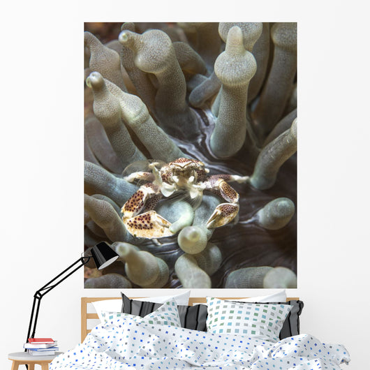 Porcelain Crab Anemone Philippines Wall Decal