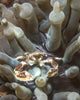 Porcelain Crab Anemone Philippines Wall Decal