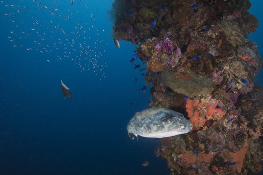 Pufferfish Fujikawa Maru Shipwreck Wall Decal