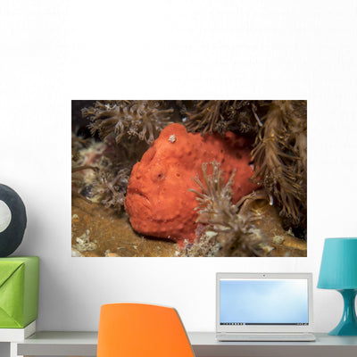 Frogfish Philippines Wall Decal shown on a wall