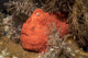 Frogfish Philippines Wall Decal