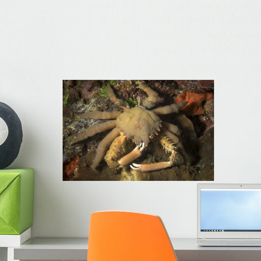 Crab Philippines Wall Decal