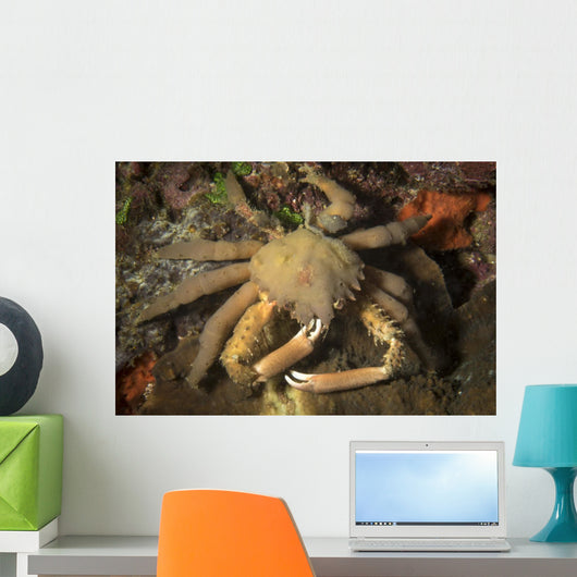 Crab Philippines Wall Decal