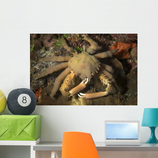 Crab Philippines Wall Decal
