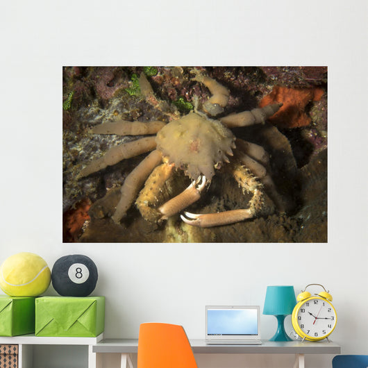 Crab Philippines Wall Decal