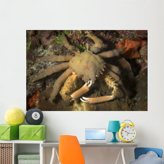 Crab Philippines Wall Decal
