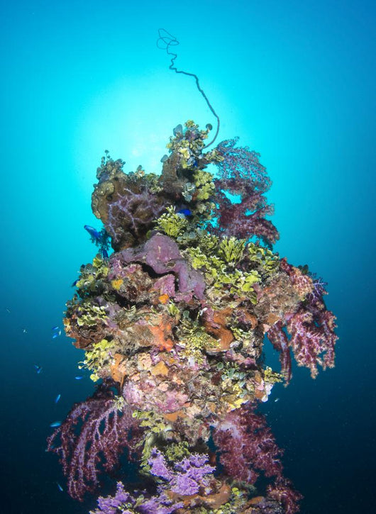 Coral Growth Mast Shinkoku Wall Decal