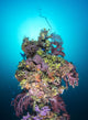 Coral Growth Mast Shinkoku Wall Decal