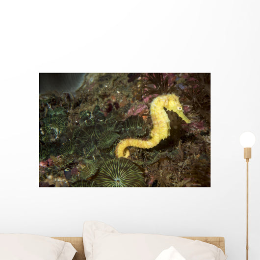 Seahorse Philippines Wall Decal