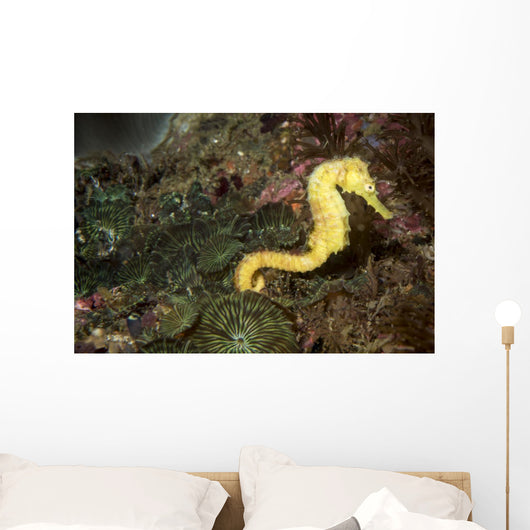 Seahorse Philippines Wall Decal