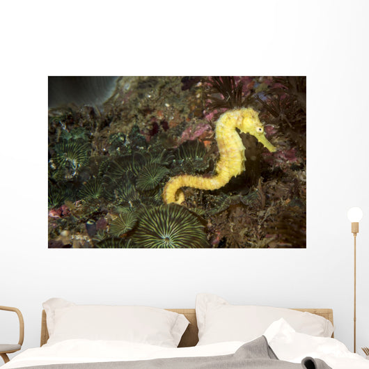 Seahorse Philippines Wall Decal