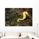 Seahorse Philippines Wall Decal