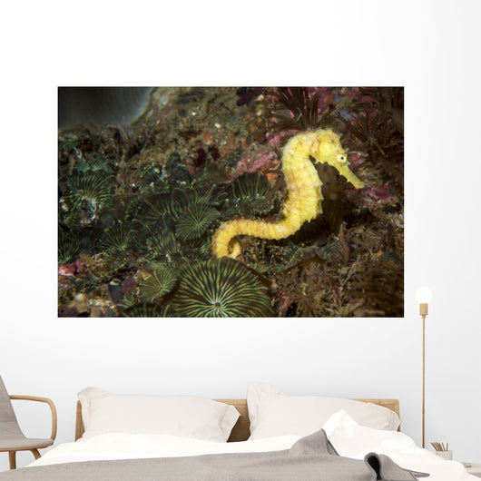 Seahorse Philippines Wall Decal