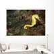 Seahorse Philippines Wall Decal