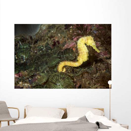 Seahorse Philippines Wall Decal