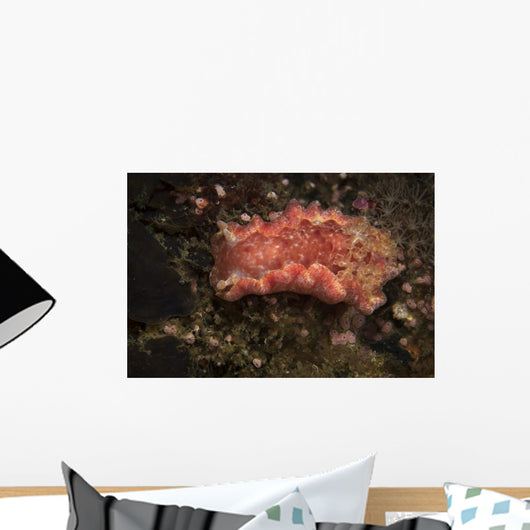 Spanish Dancer Nudibranch Philippines Wall Decal