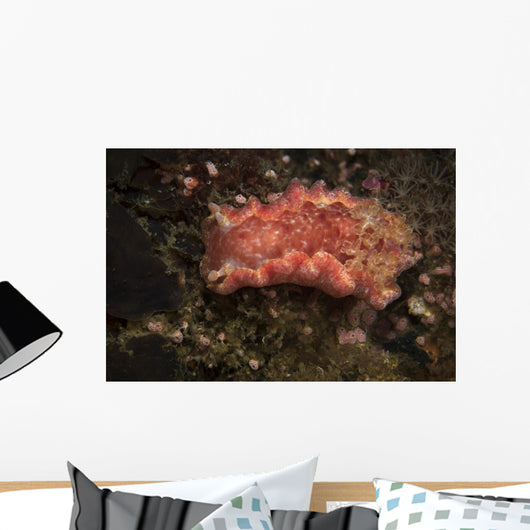 Spanish Dancer Nudibranch Philippines Wall Decal