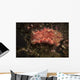 Spanish Dancer Nudibranch Philippines Wall Decal