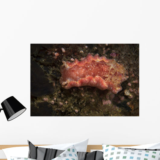 Spanish Dancer Nudibranch Philippines Wall Decal
