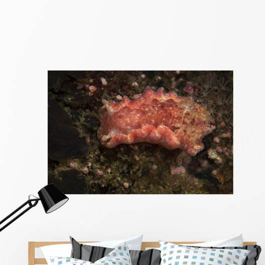Spanish Dancer Nudibranch Philippines Wall Decal