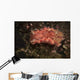 Spanish Dancer Nudibranch Philippines Wall Decal