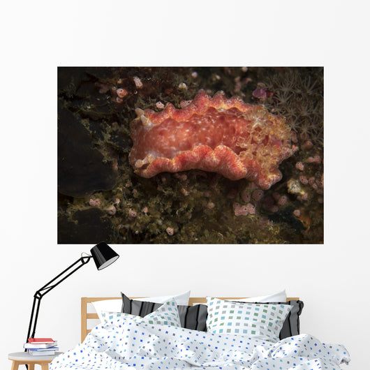 Spanish Dancer Nudibranch Philippines Wall Decal