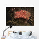 Spanish Dancer Nudibranch Philippines Wall Decal