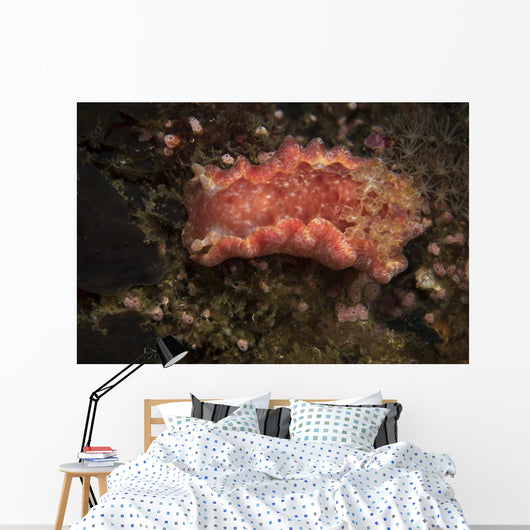 Spanish Dancer Nudibranch Philippines Wall Decal