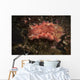 Spanish Dancer Nudibranch Philippines Wall Decal