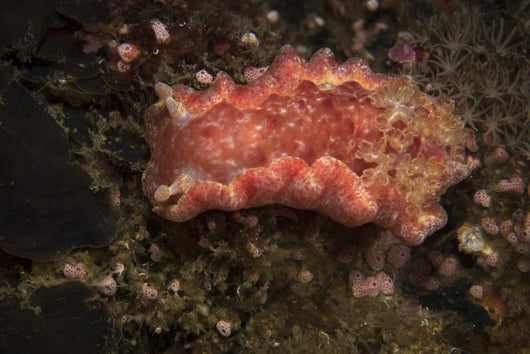 Spanish Dancer Nudibranch Philippines Wall Decal