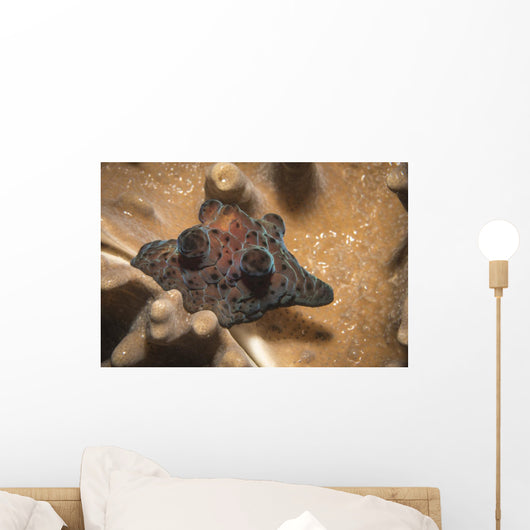 Coriocella Nigra Philippines Wall Decal