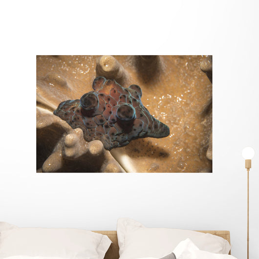 Coriocella Nigra Philippines Wall Decal