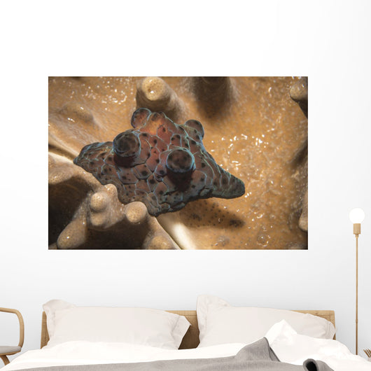Coriocella Nigra Philippines Wall Decal