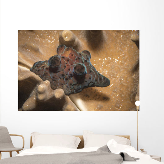 Coriocella Nigra Philippines Wall Decal
