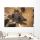 Coriocella Nigra Philippines Wall Decal