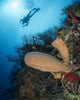 Diver with Sponge Reef Wall Decal