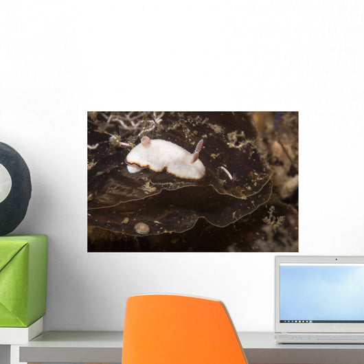 Chromodoris Preciosa Philippines Wall Decal