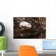Chromodoris Preciosa Philippines Wall Decal