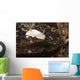 Chromodoris Preciosa Philippines Wall Decal