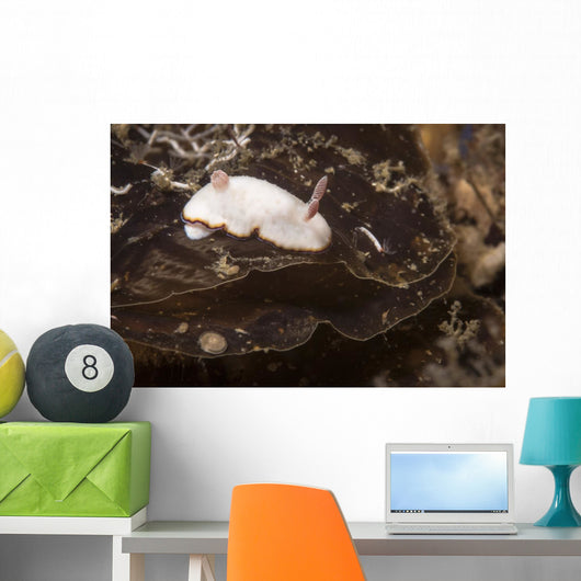 Chromodoris Preciosa Philippines Wall Decal