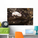 Chromodoris Preciosa Philippines Wall Decal