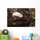 Chromodoris Preciosa Philippines Wall Decal