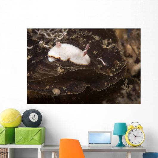 Chromodoris Preciosa Philippines Wall Decal