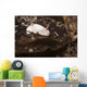 Chromodoris Preciosa Philippines Wall Decal