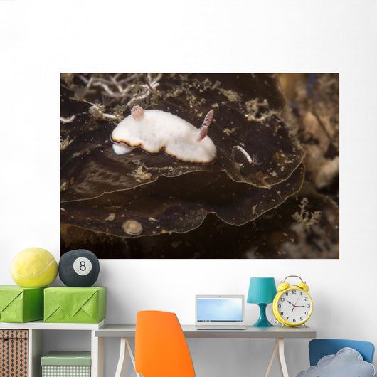 Chromodoris Preciosa Philippines Wall Decal