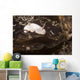 Chromodoris Preciosa Philippines Wall Decal