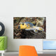 Blackspotted Pufferfish Philippines Wall Decal