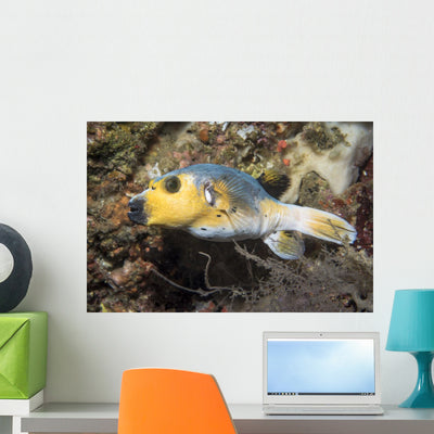 Blackspotted Pufferfish Philippines Wall Decal shown on a wall
