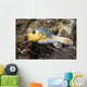 Blackspotted Pufferfish Philippines Wall Decal