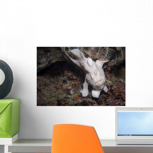 Frogfish Philippines Front View Wall Decal